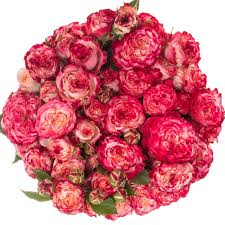 Pink Roses